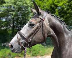 broodmare Lady Confetti (Oldenburg show jumper, 2020, from Cicero Z van Paemel)