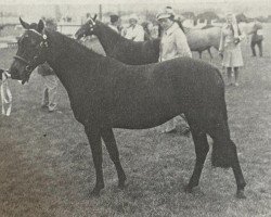 Pferd Vean Fair Game (British Riding Pony, 1970, von Gaulden Gamecock)