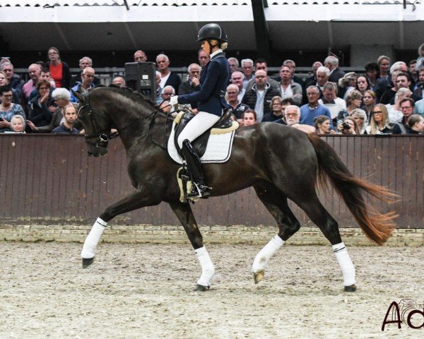 Deckhengst Kilimanjaro (KWPN (Niederländisches Warmblut), 2015, von Bordeaux 28)