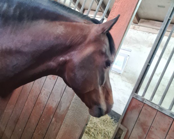 stallion Quick Dancer (German Riding Pony, 2013, from Quaterback's Junior)