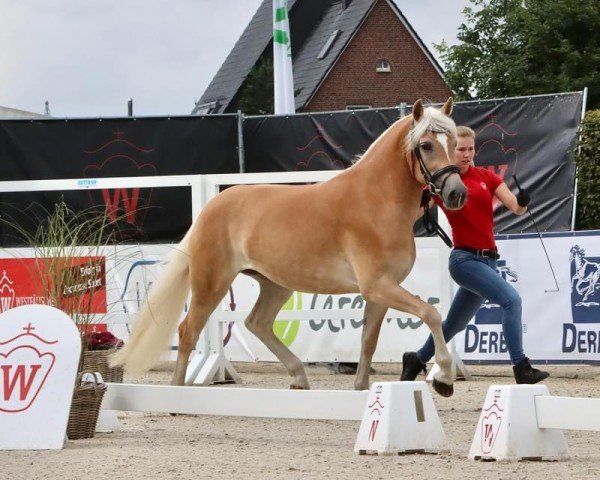 Zuchtstute Astra (Haflinger, 2020, von Angelo Boy)