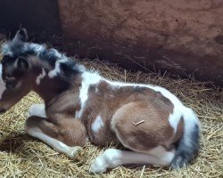 Dressurpferd Quirin (Deutsches Reitpony, 2021, von Quick Dancer)