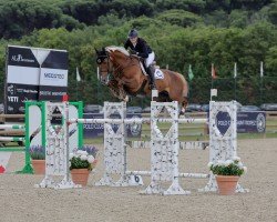 jumper Otto de Kalvarie (Belgian Warmblood, 2014, from Jenson van't Meulenhof)