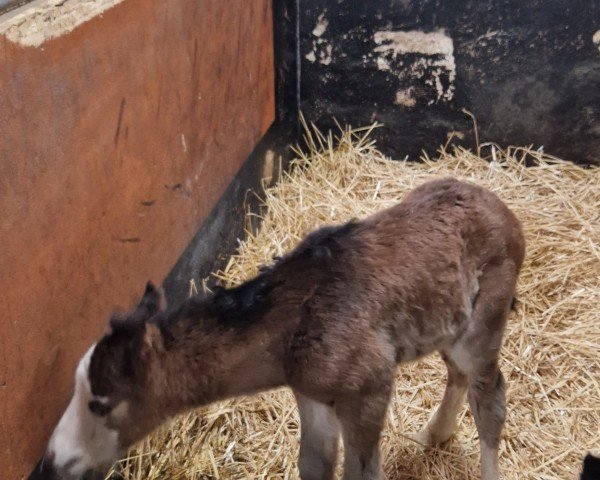 Dressurpferd Quintus (Deutsches Reitpony, 2022, von Quaterback's Junior)