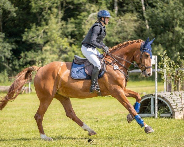 dressage horse Nisha Z (Zangersheide riding horse, 2018, from Neos 2)