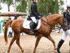 dressage horse Chayenne 351 (German Riding Pony, 2012, from Topolino)