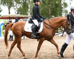 dressage horse Chayenne 351 (German Riding Pony, 2012, from Topolino)