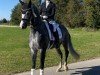 dressage horse Designer CS (Oldenburg, 2020, from Dancier Gold FRH)