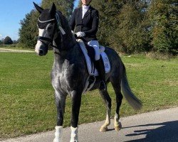 dressage horse Designer CS (Oldenburg, 2020, from Dancier Gold FRH)