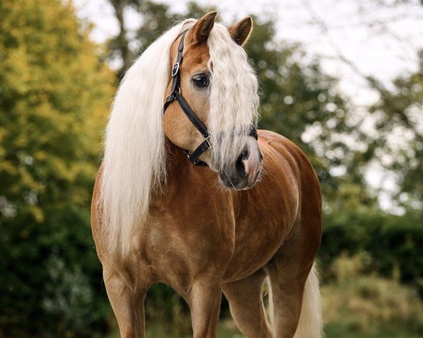 Dressurpferd Baldor (Haflinger, 2016, von Borneo)