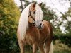 dressage horse Baldor (Haflinger, 2016, from Borneo)