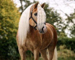 Dressurpferd Baldor (Haflinger, 2016, von Borneo)