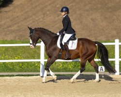 dressage horse Martonka (Furioso, 2005)