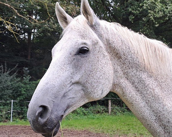 dressage horse Eragon 35 (Trakehner, 2008, from Easy Game)