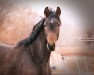 dressage horse Twilight (Trakehner, 2014, from Herbstkönig 2)