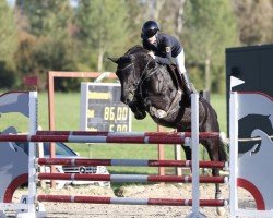 jumper Zaz 2 (German Sport Horse, 2016, from Edward 28)