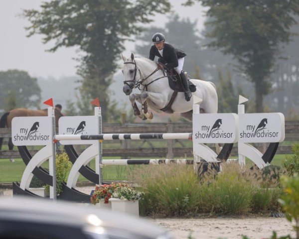 jumper Solid Blue (German Warmblood, 2016, from My Blue Pleasure)