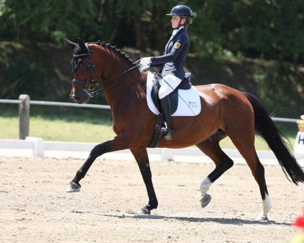 Dressurpferd Déchanté (Hannoveraner, 2010, von Dressage Royal)