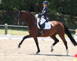 dressage horse Déchanté (Hanoverian, 2010, from Dressage Royal)