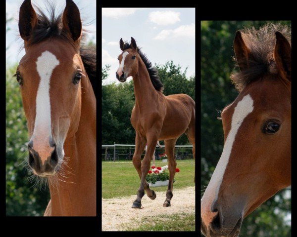 Fohlen von Stute von Quel Mexx / Aljano (Holsteiner, 2024, von Quel Mexx)