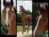 foal by Stute von Quel Mexx / Aljano (Holsteiner, 2024, from Quel Mexx)