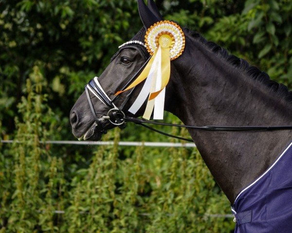 Dressurpferd Flying Dressage (Hannoveraner, 2018, von Fürsten-Look)