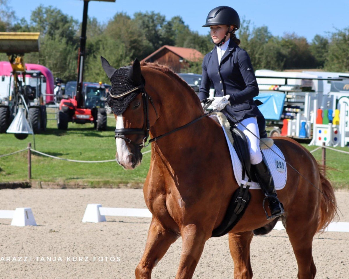 dressage horse Wells Fargo 15 (Württemberger, 2005, from Worldly I)