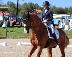 dressage horse Wells Fargo 15 (Württemberger, 2005, from Worldly I)