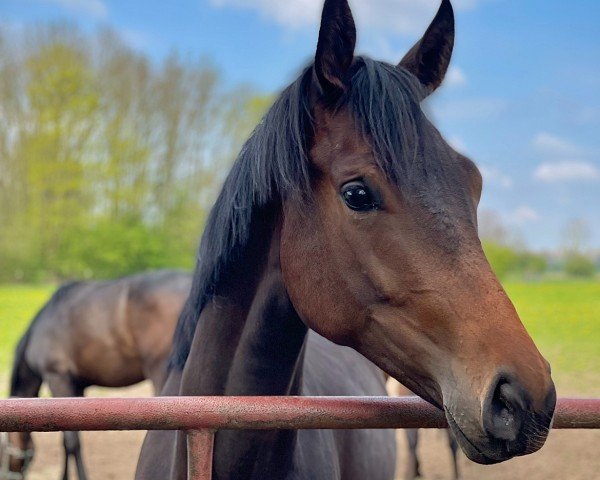 dressage horse Fürstin Honey (Hanoverian, 2021, from Fürstenball)