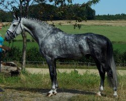 Springpferd High Hopes 7 (Westfale, 2018, von Hickstead White)