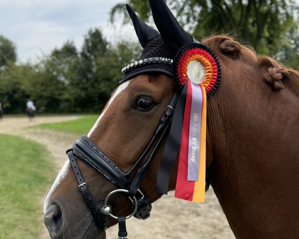 dressage horse For Florentin (Westphalian, 2020, from For Gold OLD)