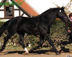 stallion Ilios (unknown,  , from Burgund)