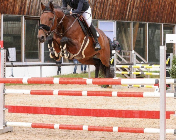 jumper Kokoriko du Gibet (Luxembourg horse, 2018, from Kiwi du Gibet)