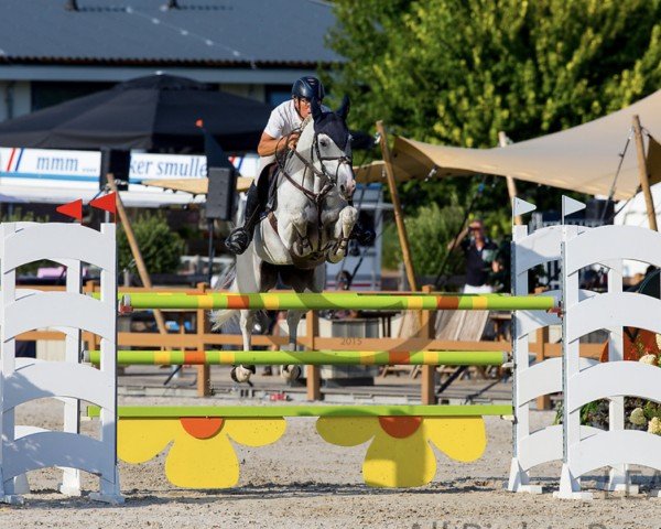 jumper Gammon R.a.g. (KWPN (Royal Dutch Sporthorse), 2011, from Zirocco Blue)