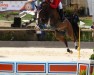 jumper G And C Close Up (KWPN (Royal Dutch Sporthorse), 2007, from Clooney)