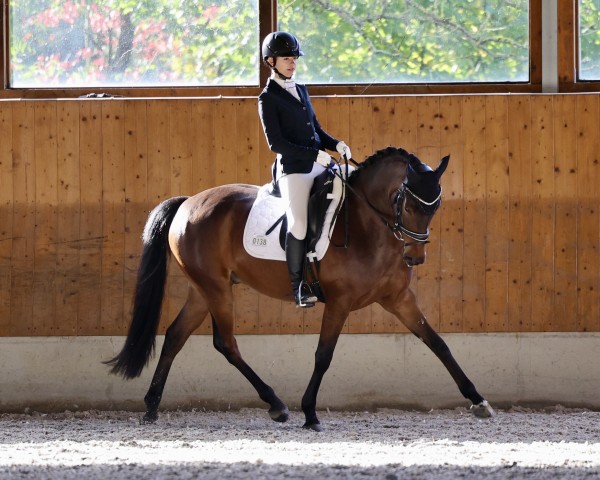 dressage horse Coer Nagal T (Westphalian, 2019, from Coer Noble)