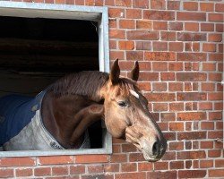 dressage horse Dublin OH (Oldenburg, 2014, from De Martino)