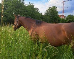 Pferd P.Mowendy (KWPN (Niederländisches Warmblut), 2020, von Erdinger)