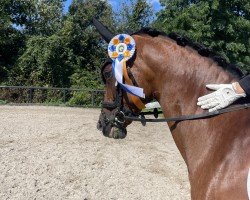 dressage horse Jony 15 (Dutch Pony, 2007, from Eindershof Jamai)