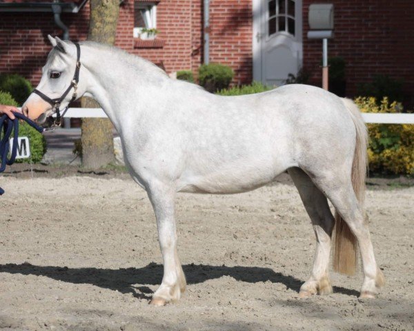 Zuchtstute Spoorzichts Silver Sky (Welsh Mountain Pony (Sek.A), 2019, von Shorebrooks Cooper)