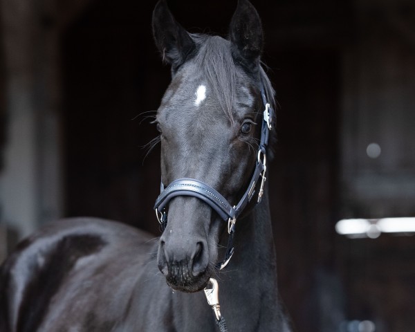 dressage horse Dalia (Hanoverian, 2022, from Dameron)