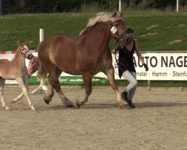 Fohlen von Lucky Luke (Rheinisch-Deutsches Kaltblut, 2024, von Leo von Grüneberg)