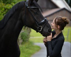 dressage horse Danilo (German Sport Horse, 2020, from Desperados FRH)