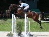 jumper Kannosso (Oldenburg show jumper, 2016, from Kannan)