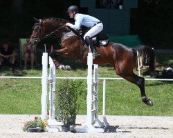 jumper Kannosso (Oldenburg show jumper, 2016, from Kannan)