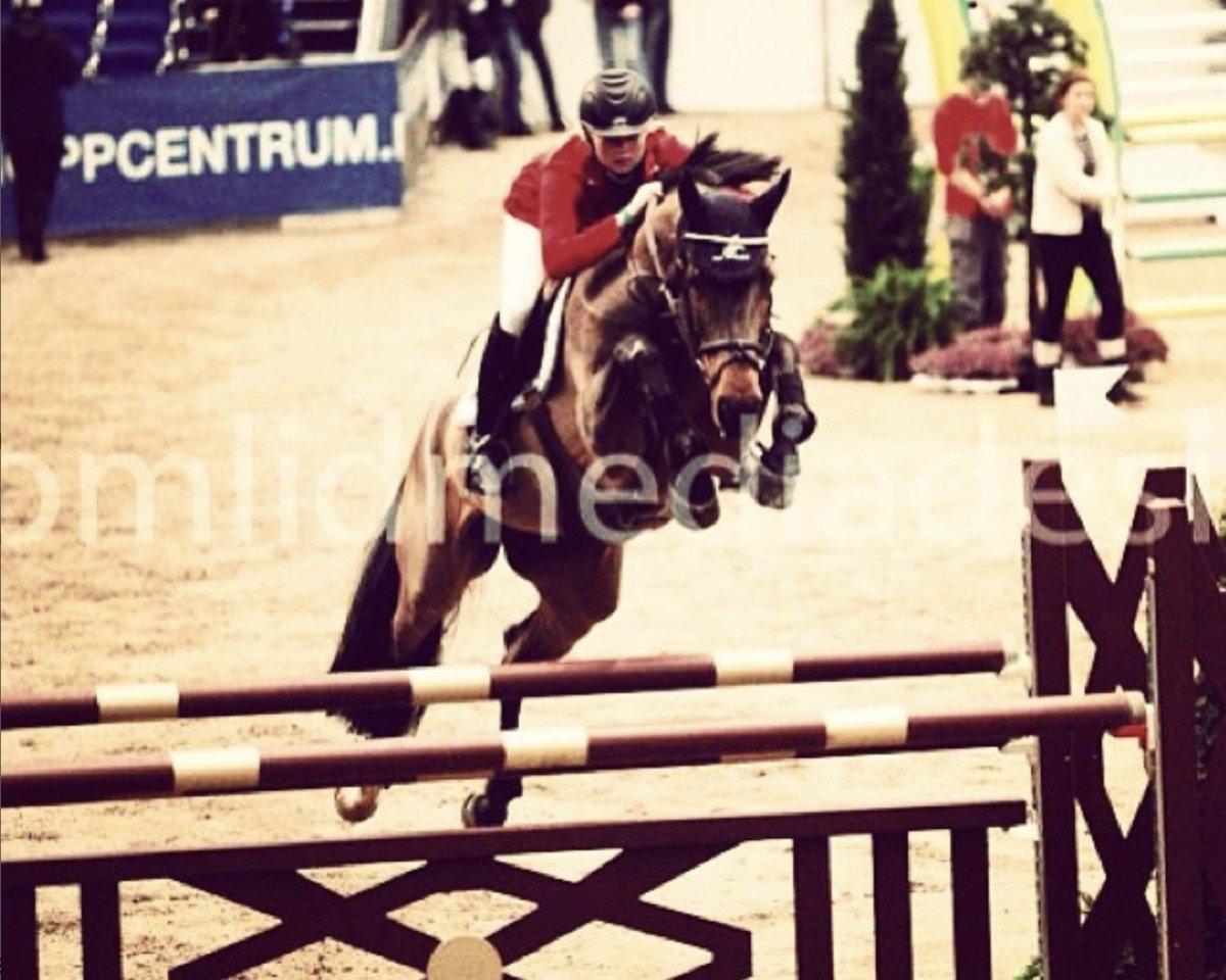 jumper Hfb Classika Z (Holsteiner, 2003, from Corrado I)