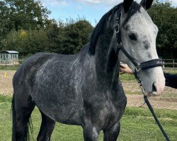 horse Captain Carlo (Holsteiner, 2019, from Central Park 6)