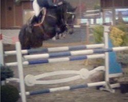 jumper Quadrant (KWPN (Royal Dutch Sporthorse), 2004, from Quasimodo Z)