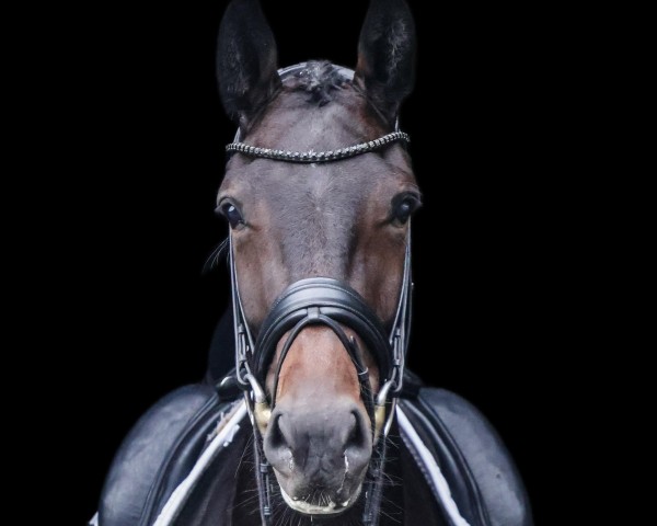 dressage horse Zmilla R (Westphalian, 2020, from Zoom)