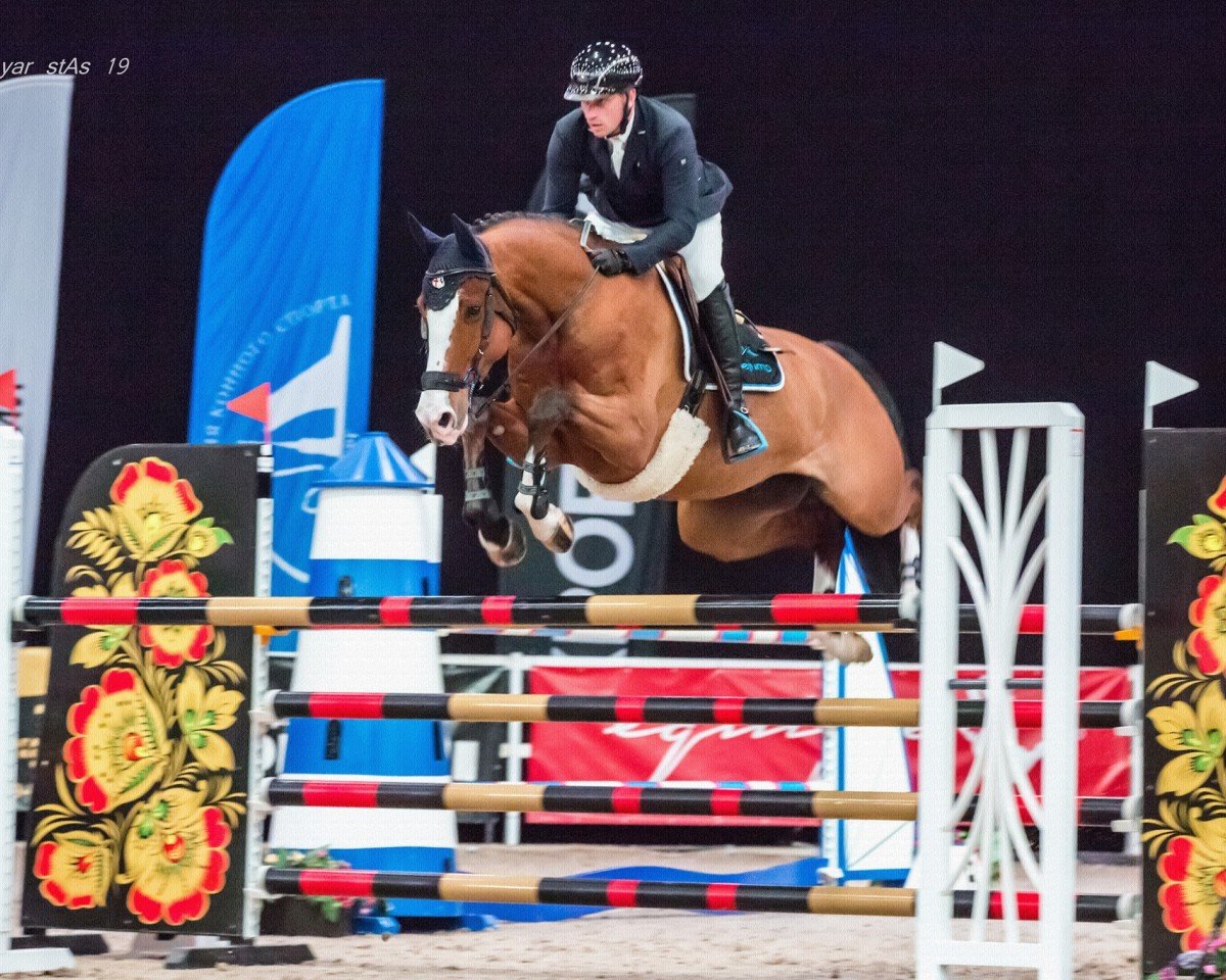 jumper Harvey (KWPN (Royal Dutch Sporthorse), 2012, from Cassini Gold)